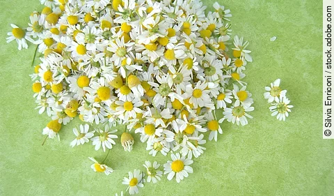 frische Kamillenblüten auf grünem Hintergrund