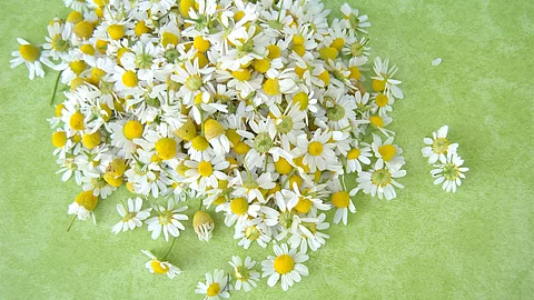 frische Kamillenblüten auf grünem Hintergrund
