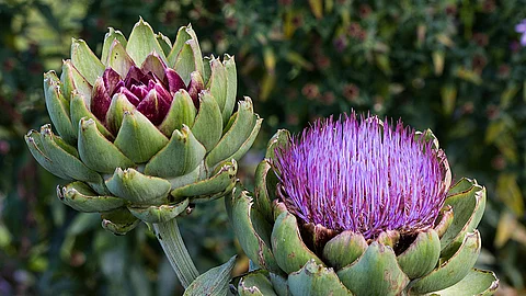 Zwei Artischockenblüten, eine noch dreiviertel geschlossene und eine geöffnete Blüte