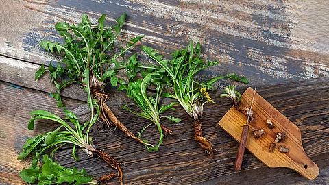Löwenzahnwurzeln (Taraxacum sect. Ruderalia)  auf einem Holzbrett geschnitten, daneben Löwenzahn und Wurzeln