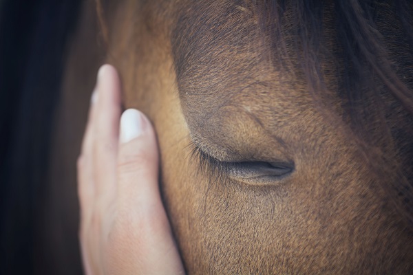 A female hand stroking a brown horse head - Close up portrait of a horse - Eyes shut - Tenderness and caring for animals concept