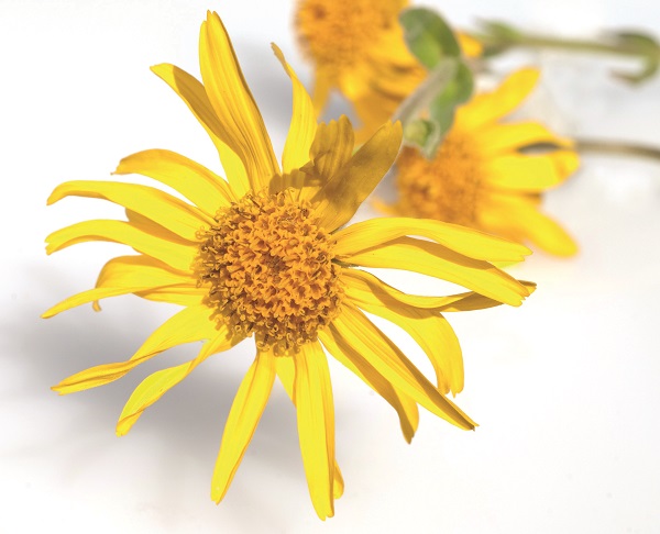 Arnika; Arnica montana; Gebirgspflanze;
