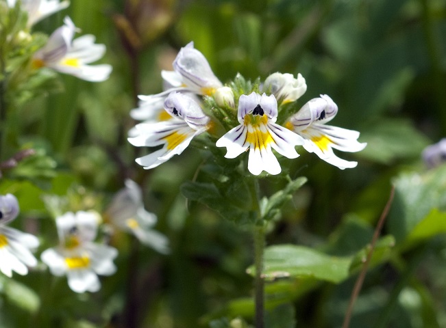 Augentrost, Euphrasia officinalis