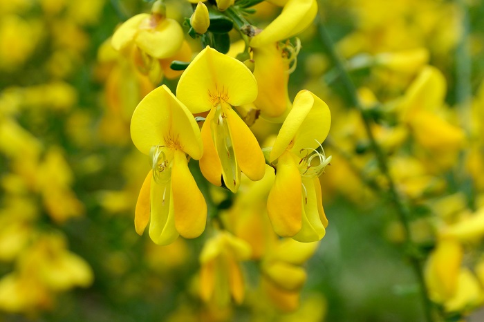 Gelbe Blüten des Besenginsters, Makroaufnahme.