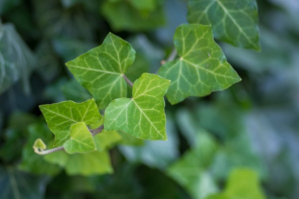 Efeublätter, Hedera helix