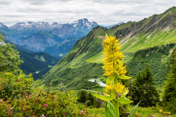 Gelber Enzian vor Bergpanorama in den Alpen