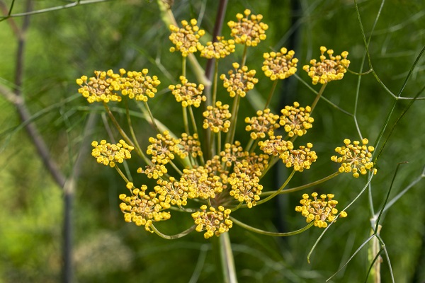 Blühender Fenchel in der Nahaufnahme.