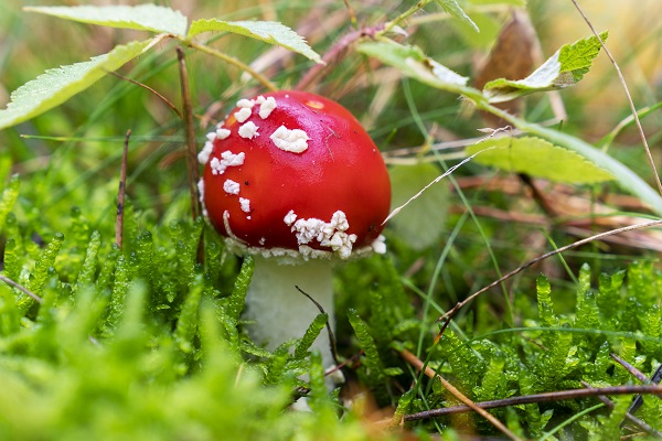 Fliegenpilz im Wald