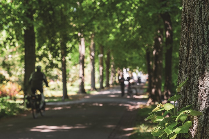 Wald, Park, Demenz, Aktivität, Prävention