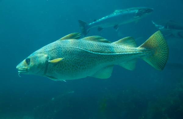 Schwimmender Kabeljau in der Ostsee