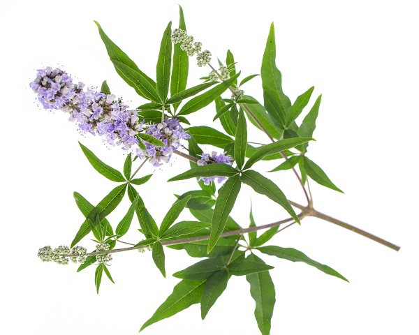 Mönchspfeffer (Vitex agnus-castus) - liegend auf weißem Hinter Mönchspfeffer freigestellt