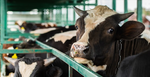 Kuh, Kuhstall, Massentierhaltung