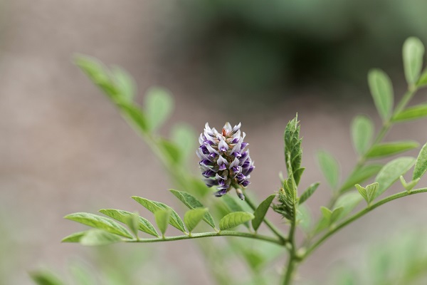 Blüte: Süßholz, Glycyrrhiza glabra